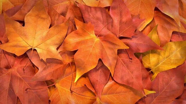 Autumn Leaves Frame Border Green Screen Overlay
