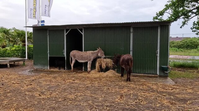 Two domestic donkeys (Equus africanus asinus) standing beside a green metal shelter or shed.