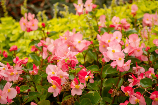 Pink begonia flowers blooming in bright summer garden flowerbed closeup