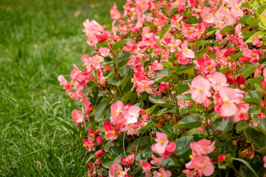 Pink begonia flowers blooming in bright summer garden flowerbed closeup
