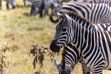 Obraz premium Arusha, Tanzania - 10 July 2026 - zebras in the Ngorongoro Crater