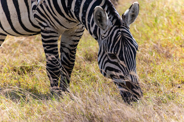 Obraz premium Arusha, Tanzania - 10 July 2026 - zebra in the Ngorongoro Crater