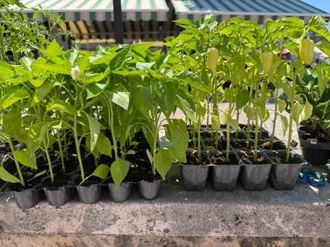 Young seedlings at a local farmers market, fresh green plants for home gardening and sustainable agriculture concept