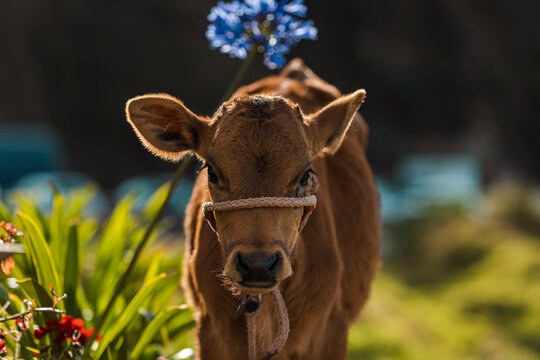 Portrait of a Cute Brown Calf Wearing a Rope Halter in a Sunlit Field