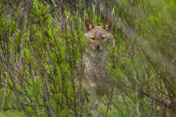 Obraz premium Golden Jackal (Canis aureus) hide in the plants and look to the camera