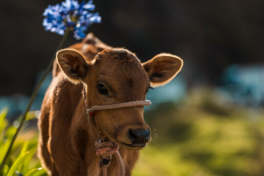 Portrait of a Cute Brown Calf Wearing a Rope Halter in a Sunlit Field