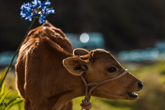 Portrait of a Cute Brown Calf Wearing a Rope Halter in a Sunlit Field