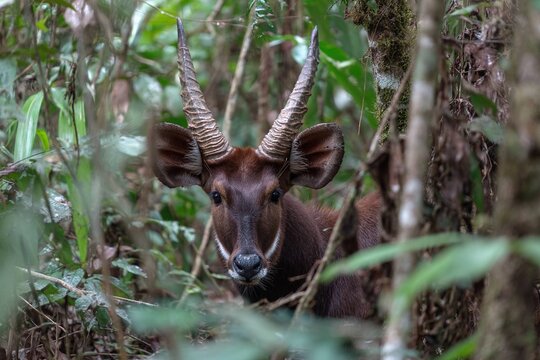 Saola in the remote jungle, barely visible
