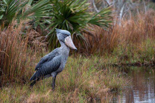 shoebill stork wading through shrinking swamp