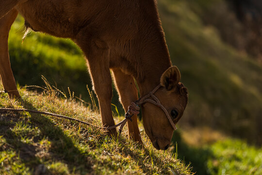 Portrait of a Cute Brown Calf Wearing a Rope Halter in a Sunlit Field