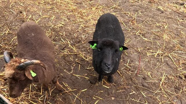 A black sheep closely resembling the Black Welsh Mountain breed (Ovis aries)