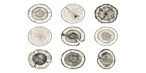 Set of hand drawn tree trunk cross sections with wood grain rings and bark texture © vintage style