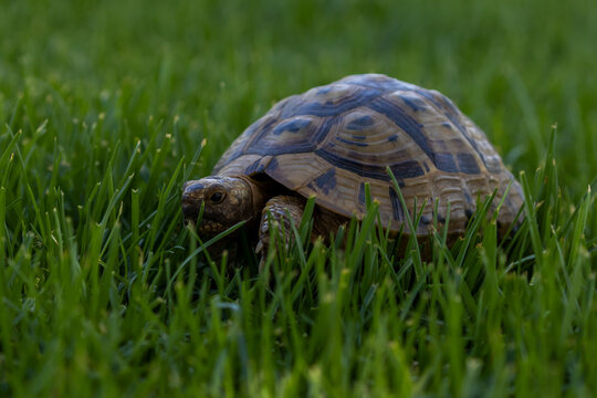 Greek Tortoise (Testudo graeca) turtle walking in the green grass