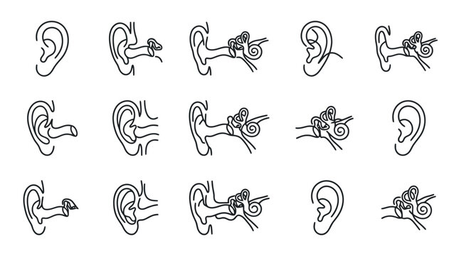 Human Ear Anatomy Diagrams: Outer Ear, Middle Ear, Inner Ear, Cochlea