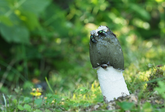 Gemeine Stinkmorchel (Phallus impudicus) mit Fliegen	
