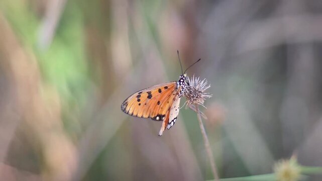 Vibrant orange Tawny Coster butterfly (Acraea terpsicore) gently perched on a wild flower bud, (39-sec slowmo 480fps,1080p)