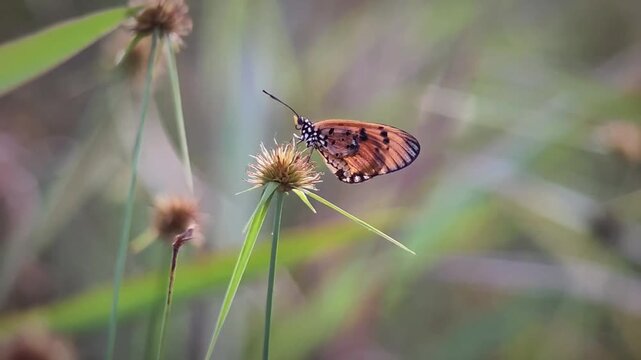 A 12-second slow-motion macro shot at 480fps 1080p tracking a vibrant orange Tawny Coster butterfly (Acraea terpsicore) calmly balanced on a wild grass blossom in a sunlit field.