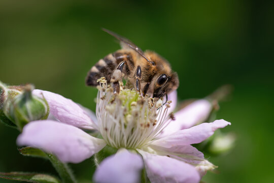 Honey bee pollinating white blackberry flowers