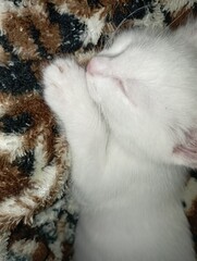 white cat © Любовь Фролова