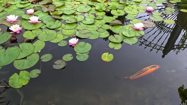 Pink water lilies (Nymphaea spp.) with broad floating leaves growing on the calm surface of a freshwater pond in a natural wetland habitat