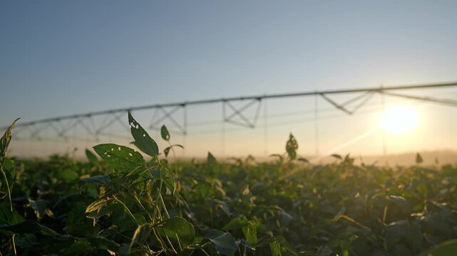 Green soybean field grows under irrigation system at sunset. Agriculture farm crop leaves wave near watering sprinkler system. Sun shines on rural agriculture field. Farming plant growth concept