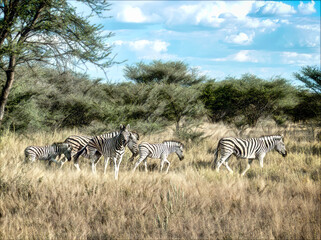 Zebras © Dietmar
