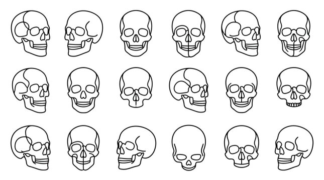 Collection of Human Skulls in Outline Style, Various Angles