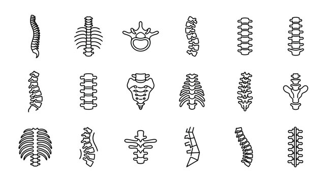 Spine Anatomy Icons: Vertebrae, Rib Cage, Sacrum, Coccyx - Medical Illustration