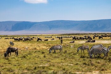 Obraz premium Arusha, Tanzania - 10 July 2026 - zebras and gnu in the Ngorongoro Crater
