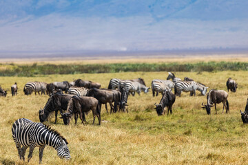 Obraz premium Arusha, Tanzania - 10 July 2026 - gnu and zebras in the Ngorongoro Crater