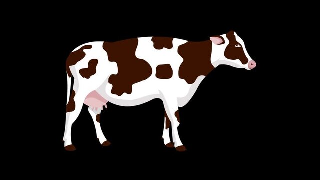 Cartoon style animation of a cow against a black background, art, drawing, 2D.