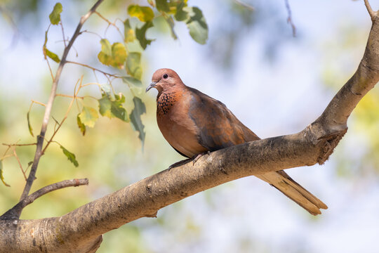 Laughing Dove (Spilopelia senegalensis) rests on a tree branch with a tree background 