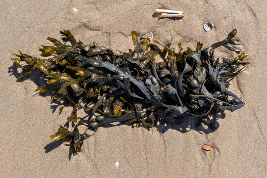 bladderwrack (Fucus vesiculosus) on the sandy beach of Wijk aan Zee, Netherlands