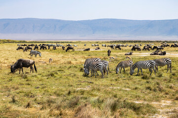 Obraz premium Arusha, Tanzania - 10 July 2026 - zebras and gnu in the Ngorongoro Crater