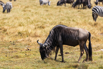 Obraz premium Arusha, Tanzania - 10 July 2026 - wildebeest in the Ngorongoro Crater