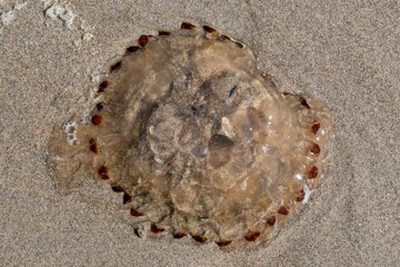 dead compass jellyfish (Chrysaora hysoscella) stranded on the beach of Wijk aan Zee, Netherlands © Björn Wylezich