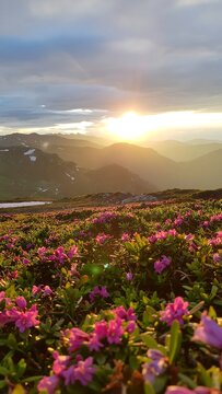 Sunset over wildflower meadow with ocean view.