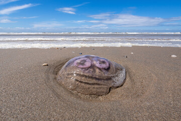 dead common jellyfish (Aurelia aurita) stranded on the beach of Wijk aan Zee, Netherlands © Björn Wylezich