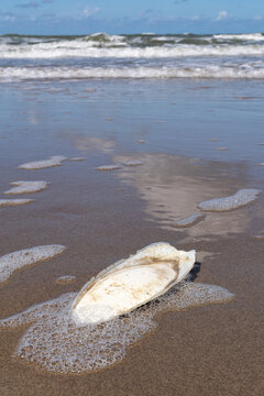 cuttlebone on the beach of Wijk aan Zee, Netherlands