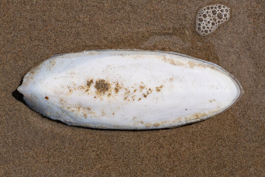 cuttlebone on the beach of Wijk aan Zee, Netherlands