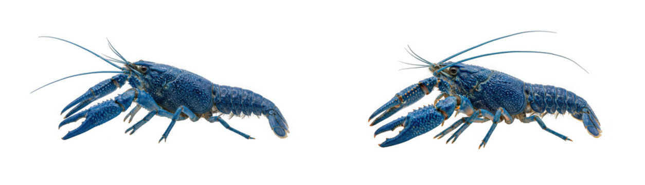 Two blue crayfish isolated on transparent background