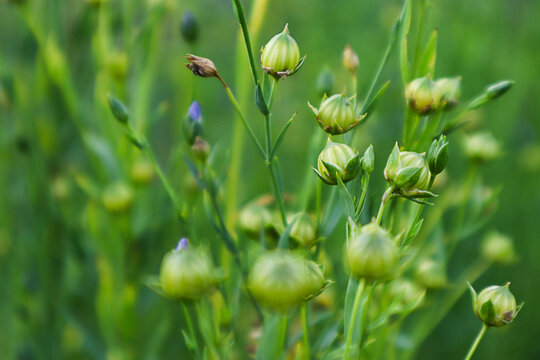 A close-up of ripe flax pods in a summer field