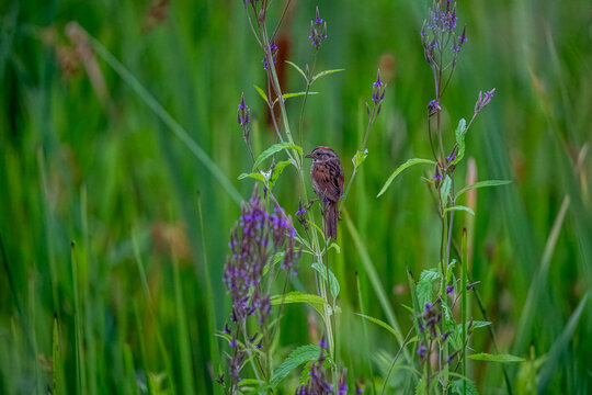 Swamp Sparrow perched on Purple Loosestrife