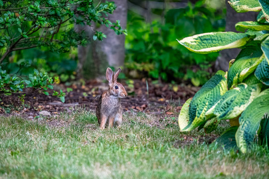 Rabbit in the Garden