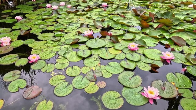The image depicts a freshwater pond with pink water lilies (genus Nymphaea) and floating green leaves. Members of the genus Nymphaea are aquatic flowering plants commonly known as water lilies.