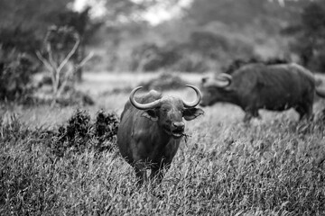 Cape buffalo chewing grass in the savanna, black and white wildlife photography © Roger