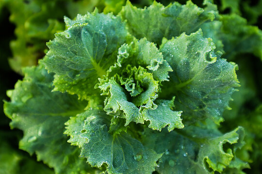 Green salad leaves with dew drops in a garden bed