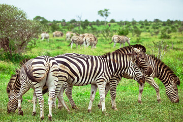 Safari landscape featuring striped mammals feeding on grass © Roger