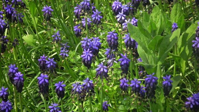 Muscari (grape hyacinth, mouse hyacinth; genus Muscari, family Asparagaceae) with dense racemose inflorescences composed of numerous small, urn shaped blue to violet flowers