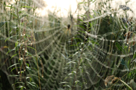 An out-of-focus spider web against a summer meadow